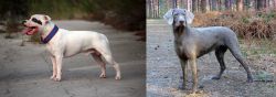 Staffordshire Bull Terrier vs Slovensky Hrubosrsty Stavac - Breed Comparison