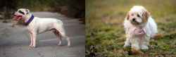Staffordshire Bull Terrier vs West Highland White Terrier - Breed Comparison