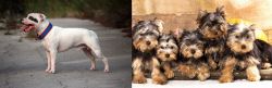 Staffordshire Bull Terrier vs Yorkshire Terrier - Breed Comparison