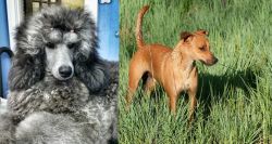 Standard Poodle vs Africanis - Breed Comparison