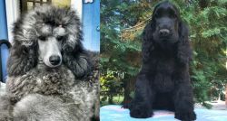 Standard Poodle vs American Cocker Spaniel - Breed Comparison