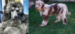 Standard Poodle vs Aussie Doodles - Breed Comparison