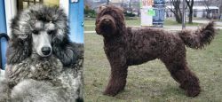 Standard Poodle vs Barbet - Breed Comparison