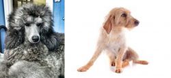 Standard Poodle vs Basset Fauve de Bretagne - Breed Comparison