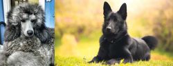 Standard Poodle vs Black Norwegian Elkhound - Breed Comparison