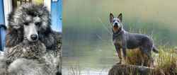 Standard Poodle vs Blue Healer - Breed Comparison