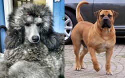 Standard Poodle vs Boerboel - Breed Comparison