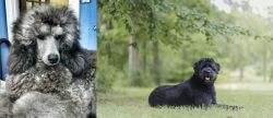 Standard Poodle vs Bouvier des Flandres - Breed Comparison