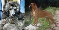 Standard Poodle vs Bullmastiff - Breed Comparison