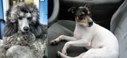 Standard Poodle vs Chilean Fox Terrier - Breed Comparison
