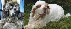 Standard Poodle vs Clumber Spaniel - Breed Comparison