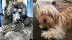 Standard Poodle vs Cyprus Poodle - Breed Comparison