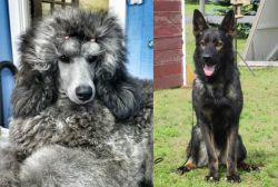 Standard Poodle vs East German Shepherd - Breed Comparison