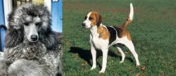 Standard Poodle vs English Foxhound - Breed Comparison