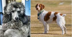 Standard Poodle vs French Brittany - Breed Comparison