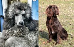 Standard Poodle vs German Spaniel - Breed Comparison