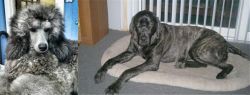 Standard Poodle vs Giant Maso Mastiff - Breed Comparison