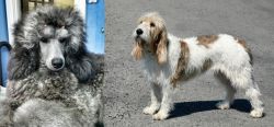 Standard Poodle vs Grand Basset Griffon Vendeen - Breed Comparison