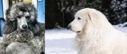 Standard Poodle vs Great Pyrenees - Breed Comparison