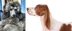 Standard Poodle vs Irish Red and White Setter - Breed Comparison