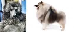Standard Poodle vs Keeshond - Breed Comparison