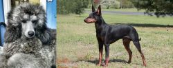 Standard Poodle vs Manchester Terrier - Breed Comparison