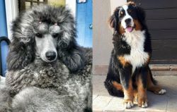 Standard Poodle vs Mountain Burmese - Breed Comparison