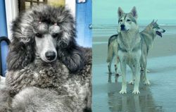 Standard Poodle vs Northern Inuit Dog - Breed Comparison