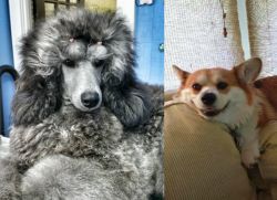 Standard Poodle vs Pembroke Welsh Corgi - Breed Comparison