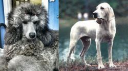Standard Poodle vs Porcelaine - Breed Comparison