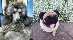 Standard Poodle vs Pug - Breed Comparison
