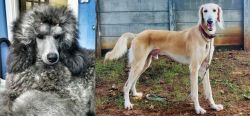 Standard Poodle vs Saluki - Breed Comparison