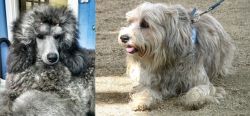 Standard Poodle vs Sapsali - Breed Comparison