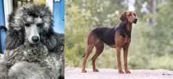 Standard Poodle vs Schillerstovare - Breed Comparison