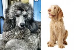 Standard Poodle vs Spinone Italiano - Breed Comparison