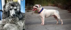 Standard Poodle vs Staffordshire Bull Terrier - Breed Comparison