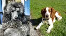 Standard Poodle vs Welsh Springer Spaniel - Breed Comparison