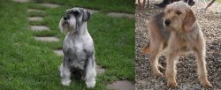 Standard Schnauzer vs Bosnian Coarse-Haired Hound - Breed Comparison
