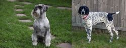 Standard Schnauzer vs Braque d'Auvergne - Breed Comparison