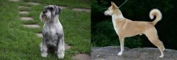 Standard Schnauzer vs Canaan Dog - Breed Comparison