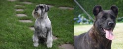 Standard Schnauzer vs Cao Fila de Sao Miguel - Breed Comparison