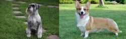 Standard Schnauzer vs Cardigan Welsh Corgi - Breed Comparison