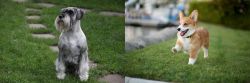 Standard Schnauzer vs Corgi - Breed Comparison