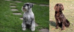 Standard Schnauzer vs German Spaniel - Breed Comparison