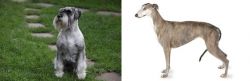 Standard Schnauzer vs Greyhound - Breed Comparison