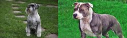 Standard Schnauzer vs Irish Staffordshire Bull Terrier - Breed Comparison