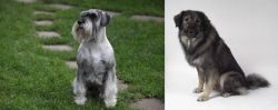Standard Schnauzer vs Istrian Sheepdog - Breed Comparison