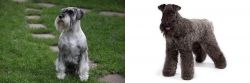 Standard Schnauzer vs Kerry Blue Terrier - Breed Comparison