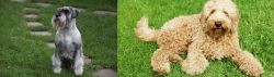 Standard Schnauzer vs Labradoodle - Breed Comparison