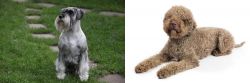 Standard Schnauzer vs Lagotto Romagnolo - Breed Comparison